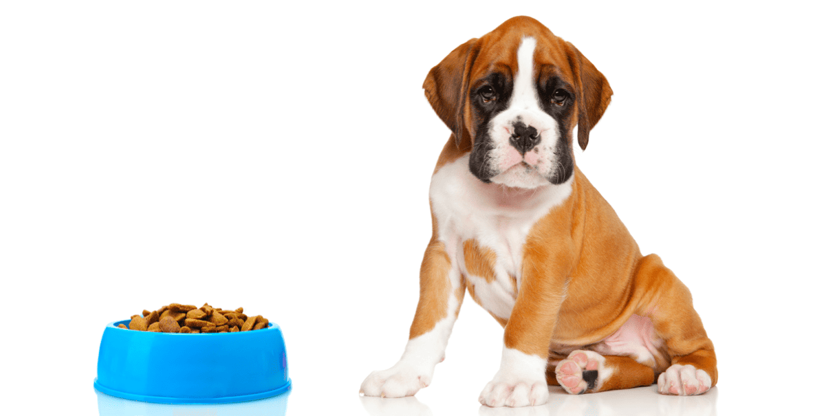 Puppy Food for Boxers Switching From To Adult Food