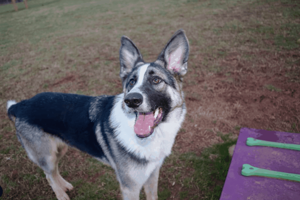 Panda German Shepherd: