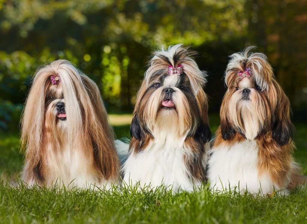 The Distinctive Characteristics of a Shih Tzu Dog