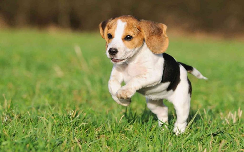 Effective Training Strategies for Beagle Dog Breed