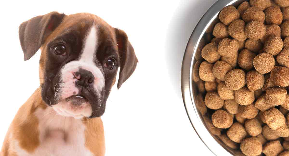 Boxer Puppy Dog Food & Boxer Activity Level