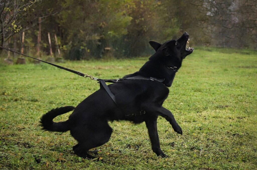 Everything You Need to Know About the Black German Shepherd