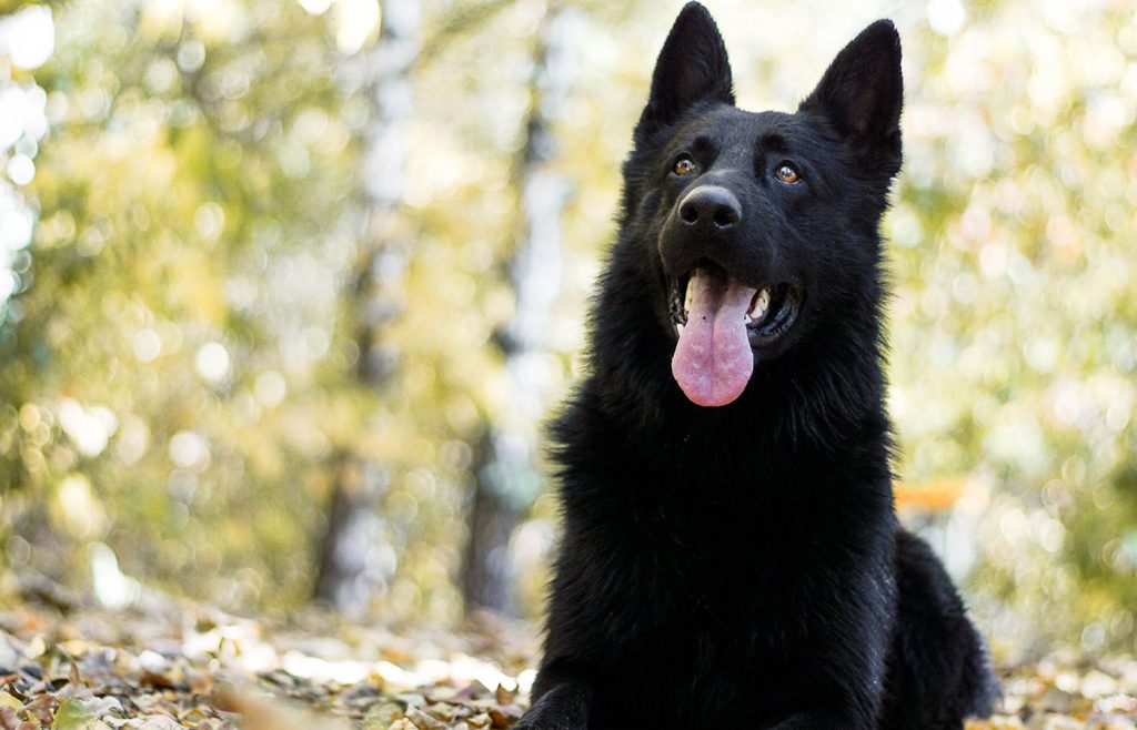 The History and Origin of the Black German Shepherd