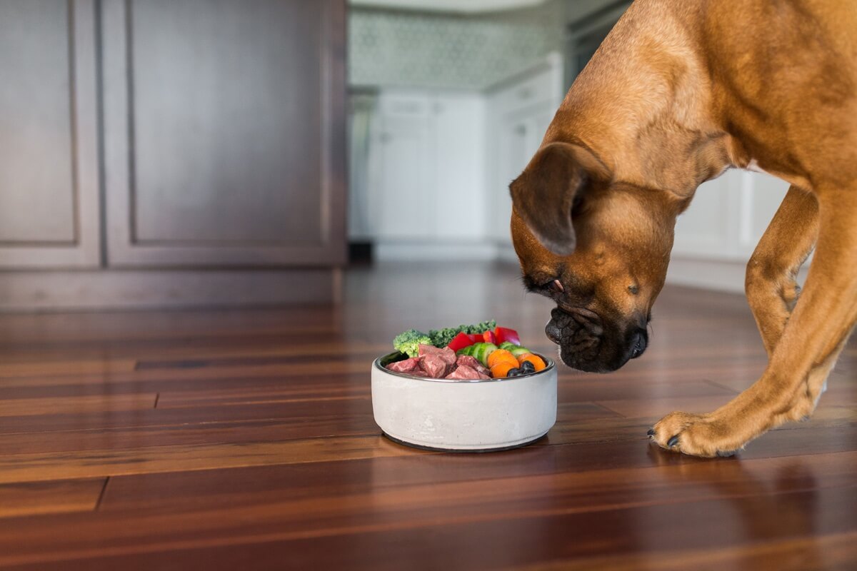 Boxer Puppy Nutritional Needs