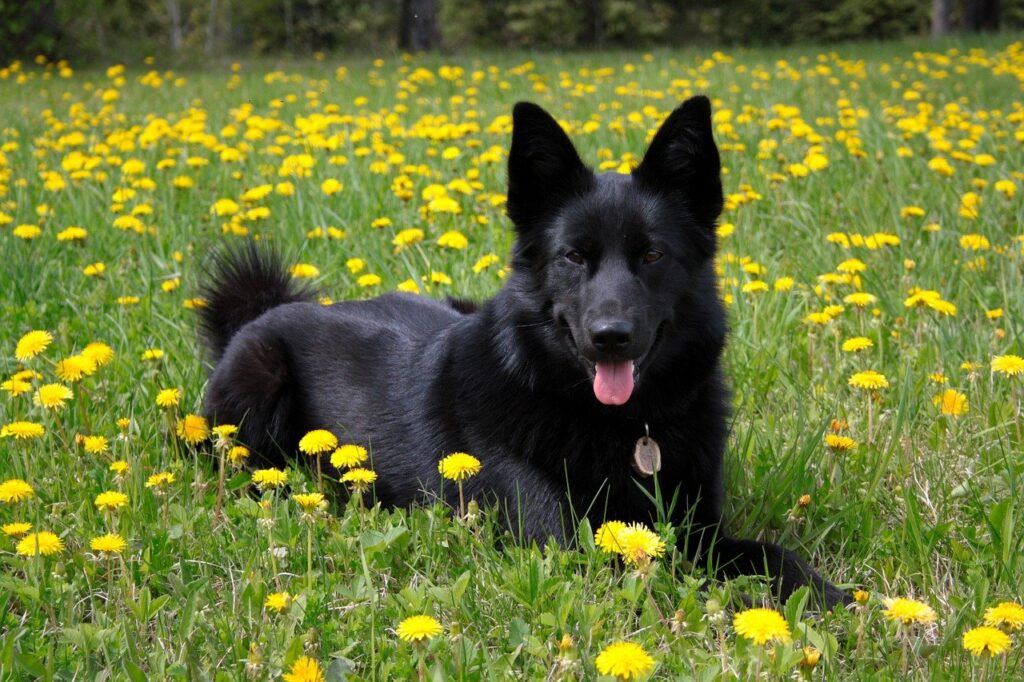 Black German Shepherds: