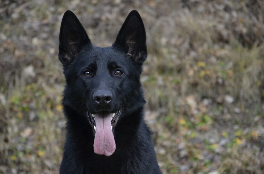 Exercise and training German Shepherd puppies: