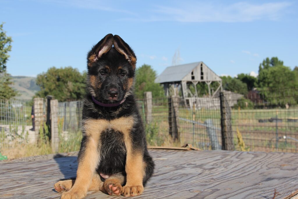 Introduction to German Shepherd Puppy Nutrition