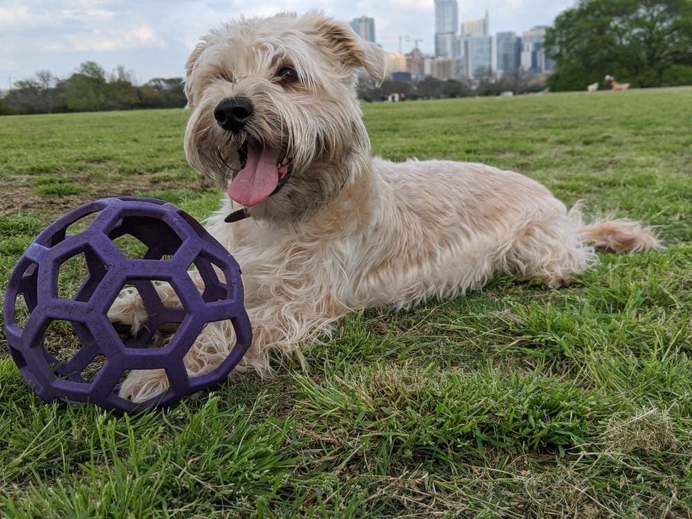 Training Tips and Techniques for a Shih Tzu