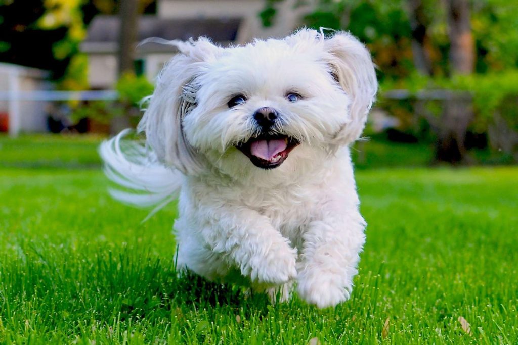 Exploring the Personality Traits of a Shih Tzu 