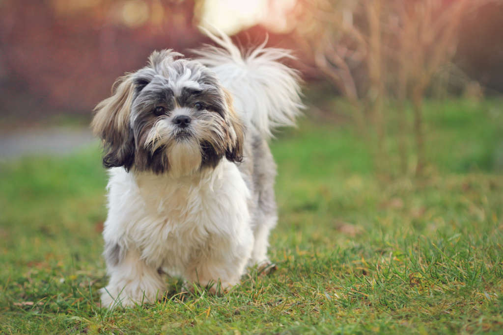 Grooming Essentials for your Shih Tzu