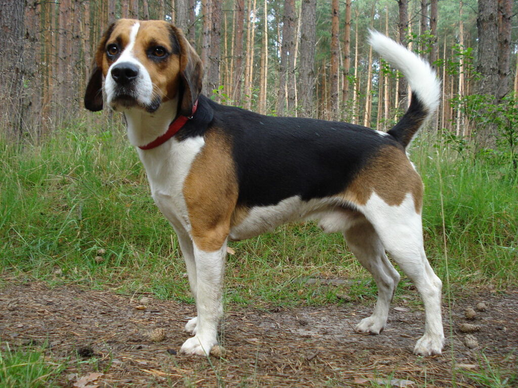 Beagle 