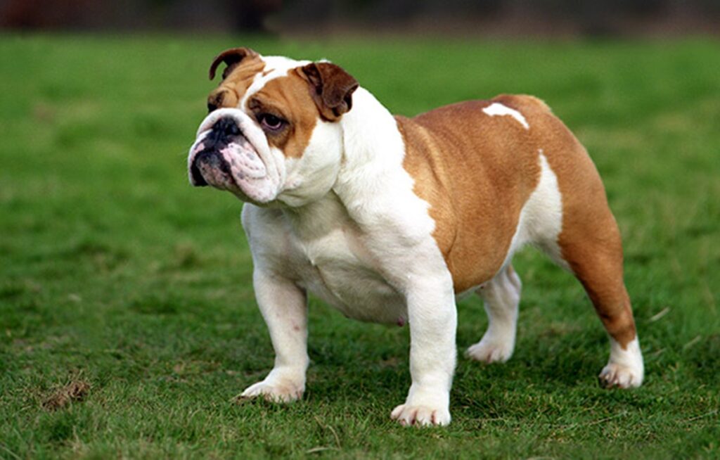 Bulldog