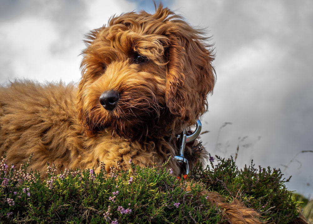 Cockapoo: The Playful and Affectionate Poodle Cross