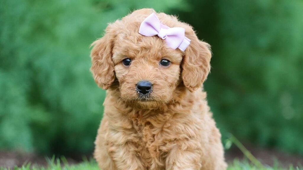 Goldendoodle: The Sweet and Gentle Poodle Mix