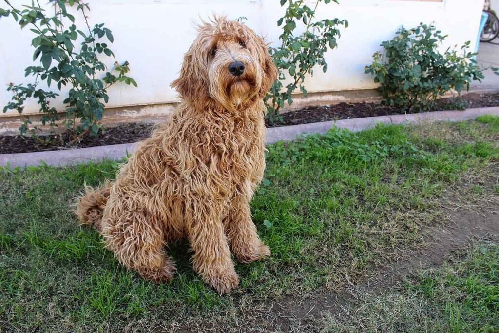 Labradoodle: Friendly, Energetic, and Hypoallergenic