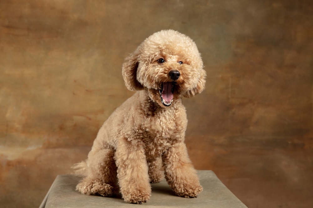 Maltipoo: Small, Cute, and Non-Shedding Poodle Mix