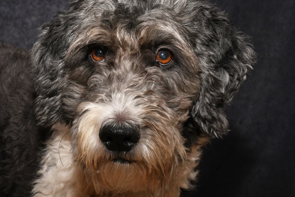 Multi Poodle Dog Aussiedoodle: Highly Intelligent and Loyal Poodle Mix