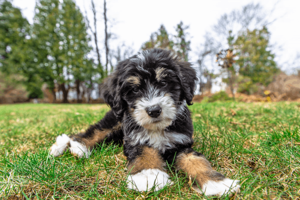 Multi Poodle Dog Bernedoodle: a mix between a Poodle and a Bernese Mountain Dog