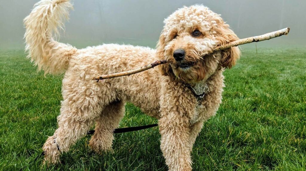 Multi Poodle Dog Breed Mixes for Your Family in 2024