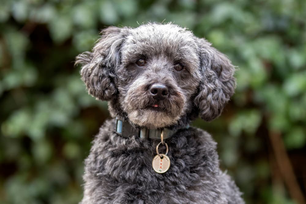 Multi Poodle Dog Schnoodle: The Smart and Entertaining Poodle Hybrid