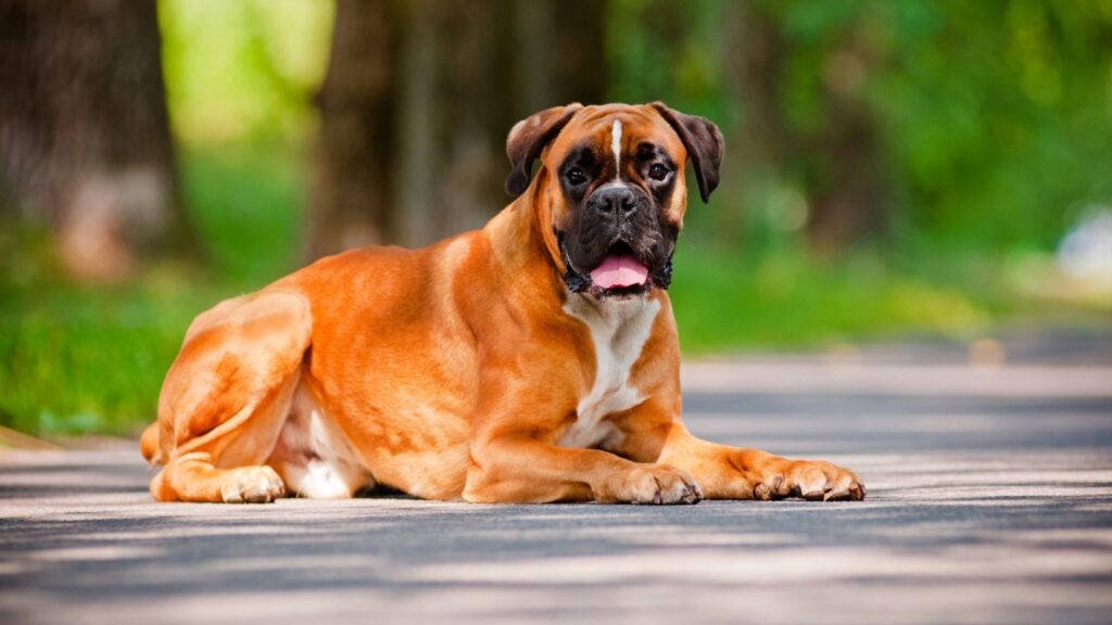 Benefits of a High-Protein Diet for Boxer Dogs