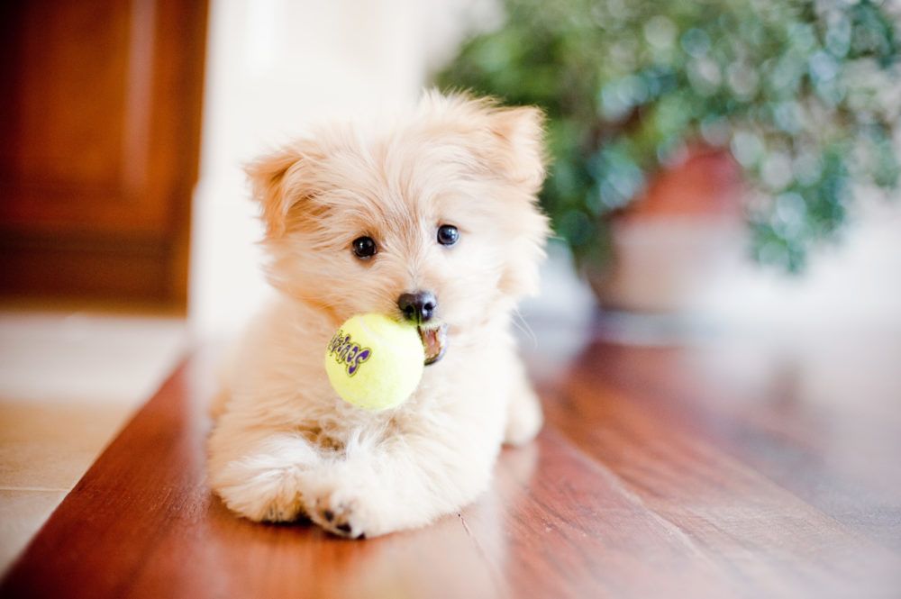 Pomapoo: Feisty, Funny, and Furry Poodle Mix