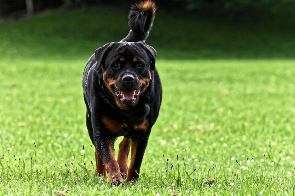 Rottweiler: Popular Dog Breeds 2024