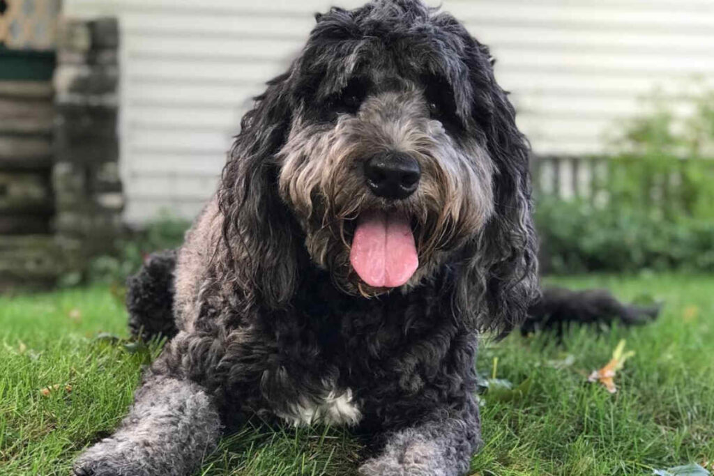 Saint Berdoodle: Large, Fluffy, and Easygoing Poodle Cross