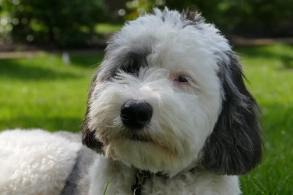 Sheepadoodle: Shaggy, Sweet, and Kid-Friendly Poodle Hybrid