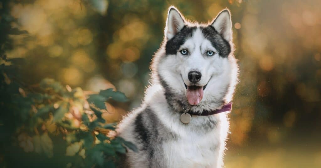 How big is a full-grown Siberian husky?