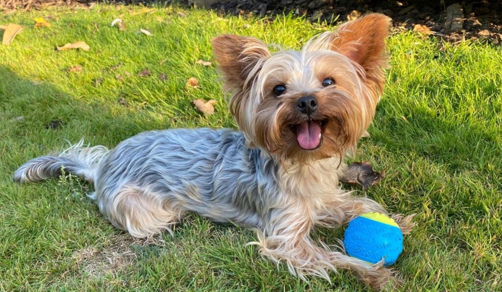 Yorkshire Terrier: popular dog breeds in 2024