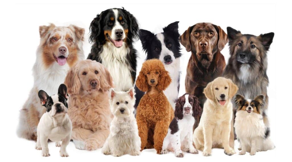 Top Ten Most Popular Dog Breeds 2024