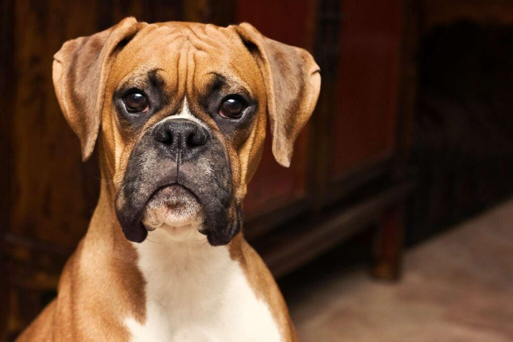 Boxer: popular dog breeds in 2024