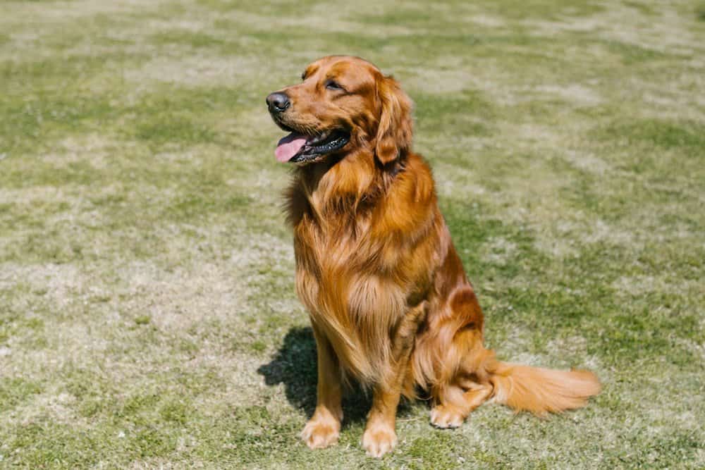 Golden Retriever: Popular Dog Breeds 2024