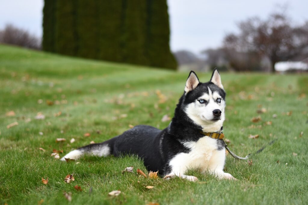 Siberian Husky Full-Grown Weight: How Big Do Huskies Get?