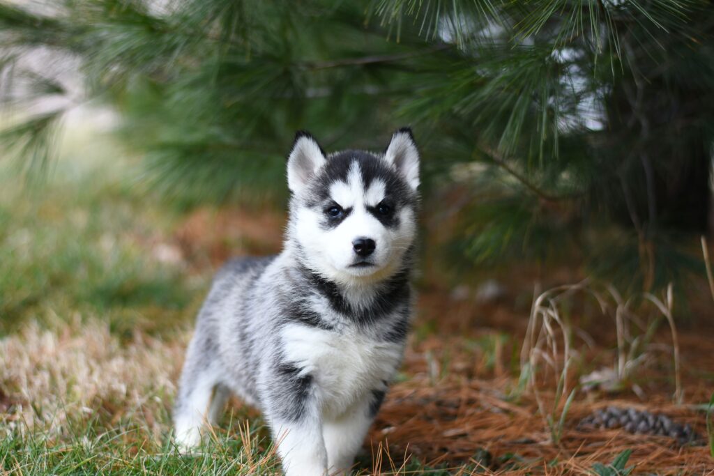 Typical Growth of a Siberian Husky Puppy