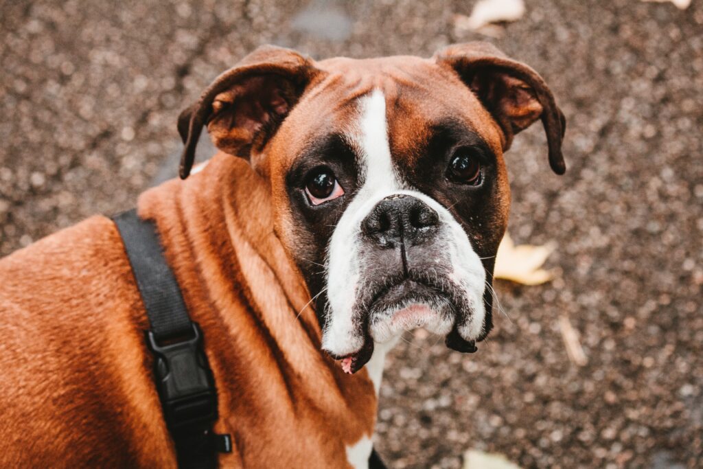 What to Feed a Boxer Dog