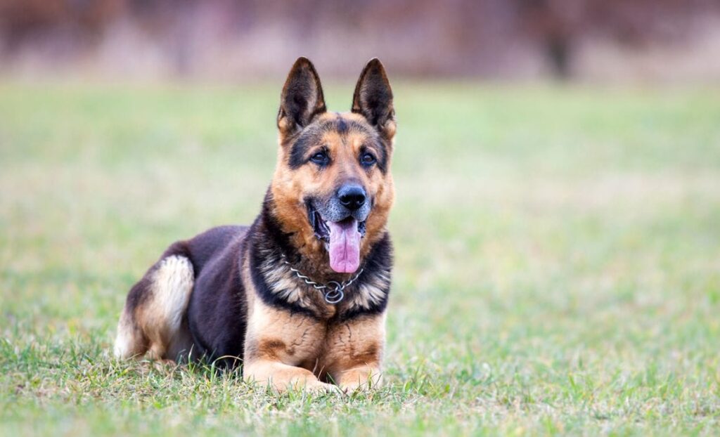 Very Short-Haired German Shepherds: