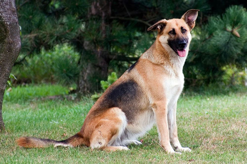 Short-Haired German Shepherd Coat Care: