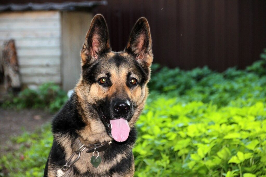 Different Types of Short-Haired German Shepherds