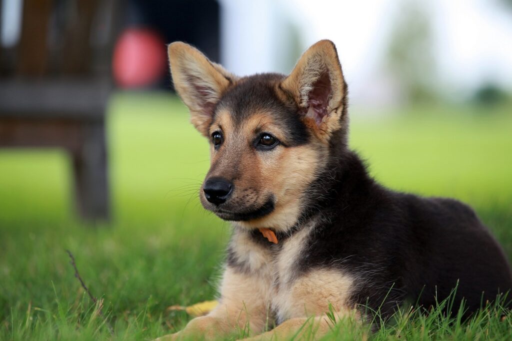 German Shepherd Puppies Breed Facts & Information