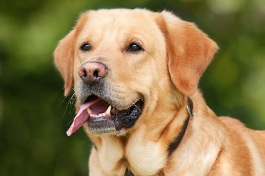 Labrador Retriever Dog Breed Facts & Information