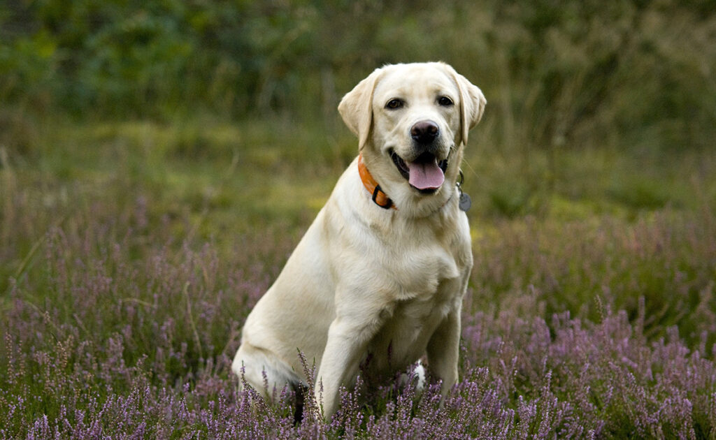 The Ideal Human Companion for a Labrador Retriever