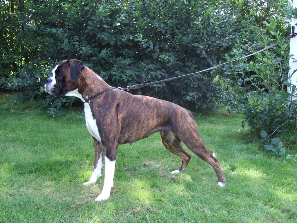 Boxer Dog Breed Fact & Information