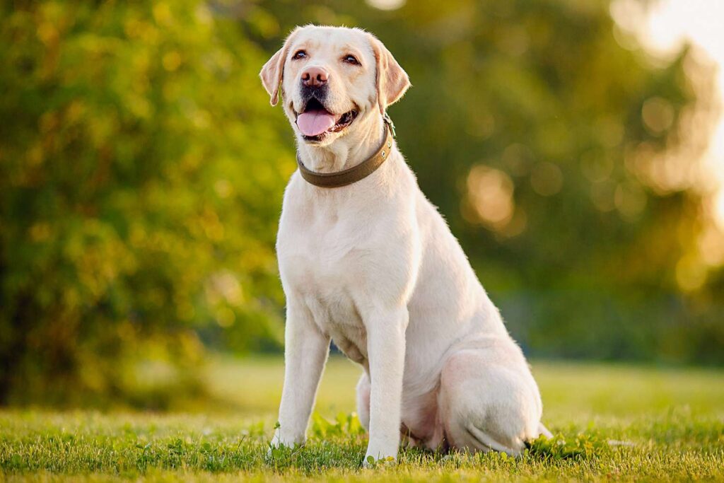 Characteristics of the Labrador Retriever Dog