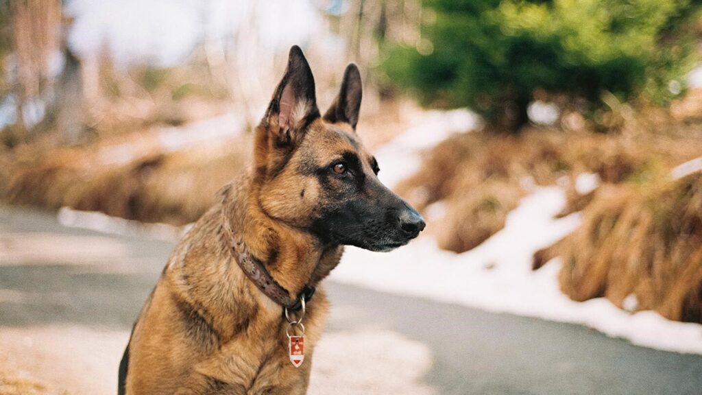 Fake Tones and Varieties: The Worst Dog Food for a German Shepherd