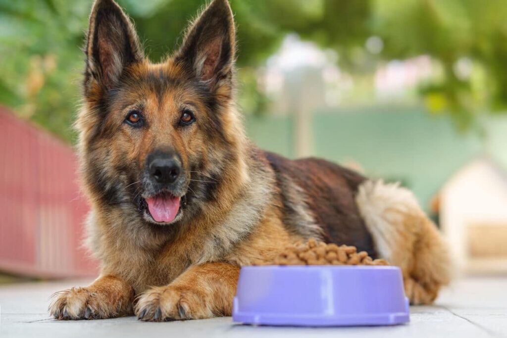 Fake added substances in canine food