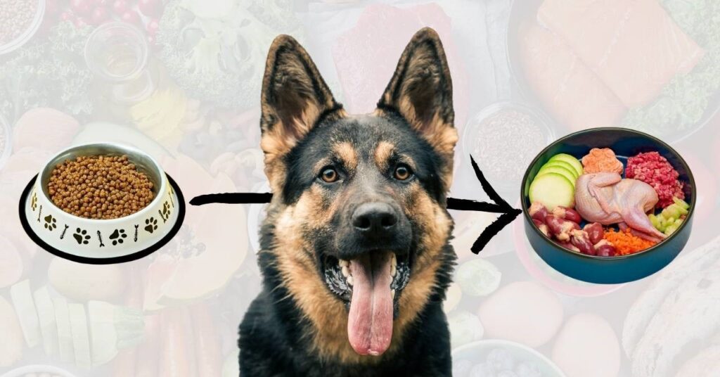 The Worst Dog Food for German Shepherd