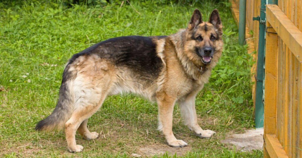 The Worst Dog Food for a German Shepherd: What to Avoid for Optimal Health