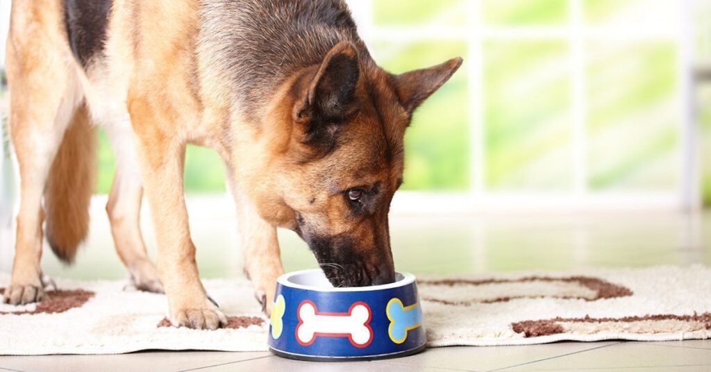 Fake Flavors and Enhancers: The Worst Dog Food for a German Shepherd